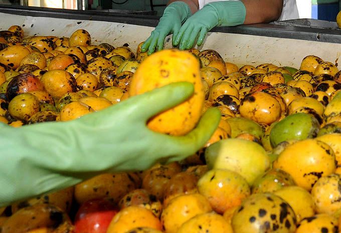 Sobrecumple plan de molida de campaña del mango en Conservas Granma