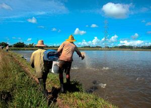 Acuicultura en Pinar del Río Acuicultura en Pinar del Río