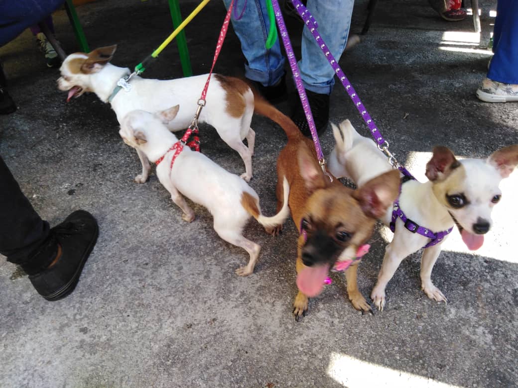 ¿Hemos avanzado en el Bienestar Animal?” +PDF, almendares