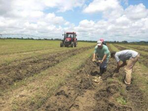 Cuba, Pinar del Río, afectaciones, intensas lluvias, junio, 2022, MINAG, recuperación, informe Cuba, Pinar del Río, afectaciones, intensas lluvias, junio, 2022, MINAG, recuperación, informe