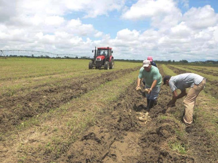 Afectaciones del sistema de la Agricultura por intensas lluvias a principios de junio