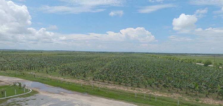 Afectaciones del sistema de la Agricultura por intensas lluvias a principios de junio