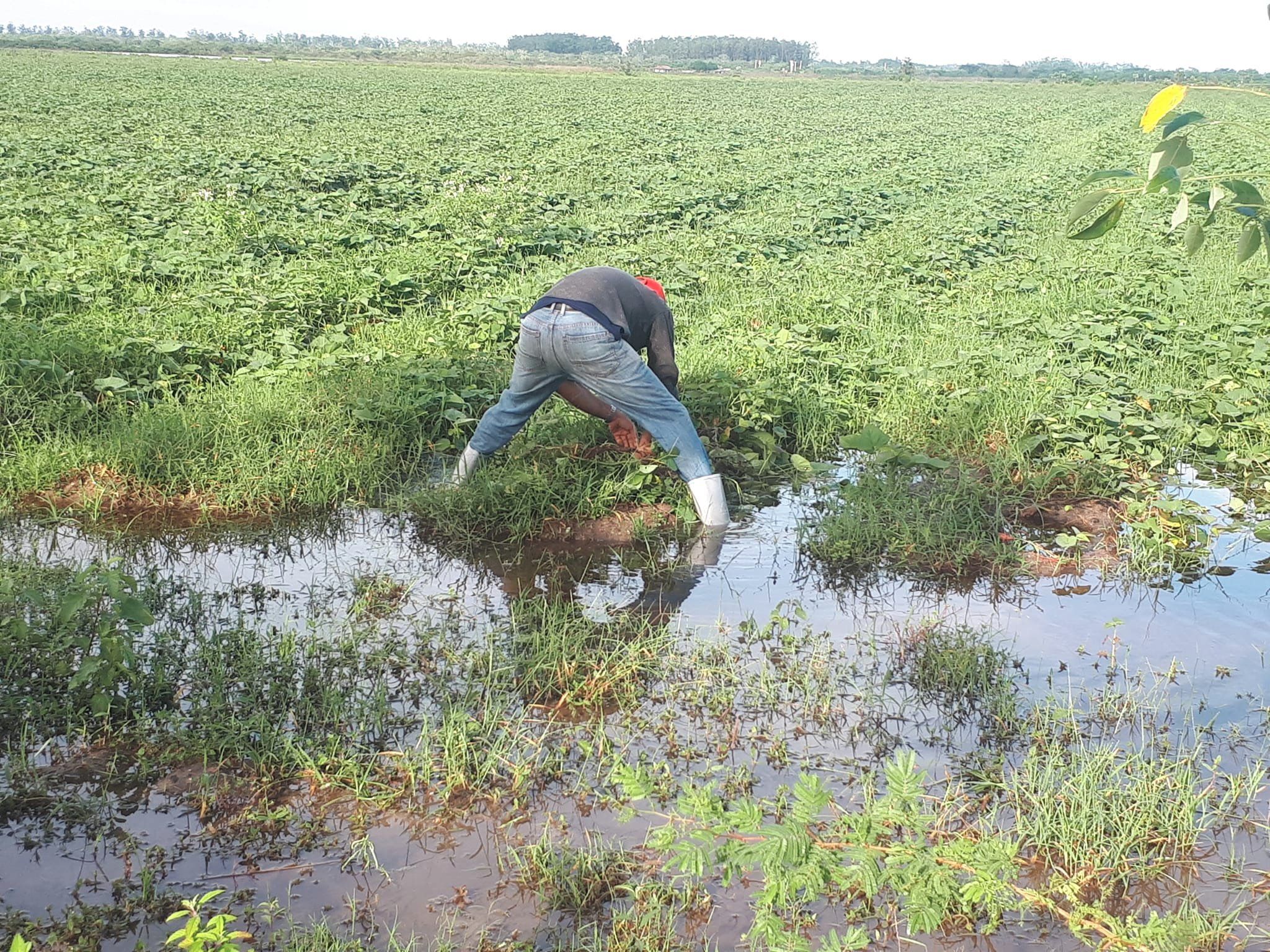 Pinar del Río, pone manos a la recuperación con el cese de la lluvia y el descenso de las aguas, junio, 2022