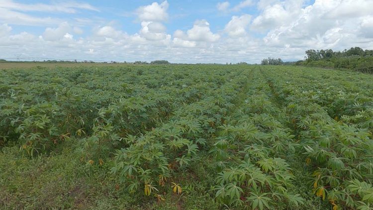 Cuba, Pinar del Río. Afectaciones del sistema de la Agricultura por intensas lluvias a principios de junio