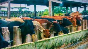 Cuba por una agricultura sustentable 06432