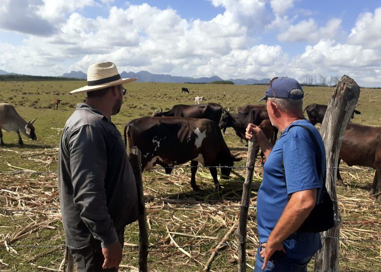 El tan mentado “milagro” de los Baños. El ganado vacuno es una nueva prioridad otra