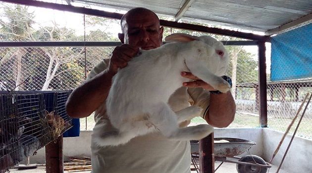 Esazucar Cienfuegos cria de conejas reproductoras en Palmira 1