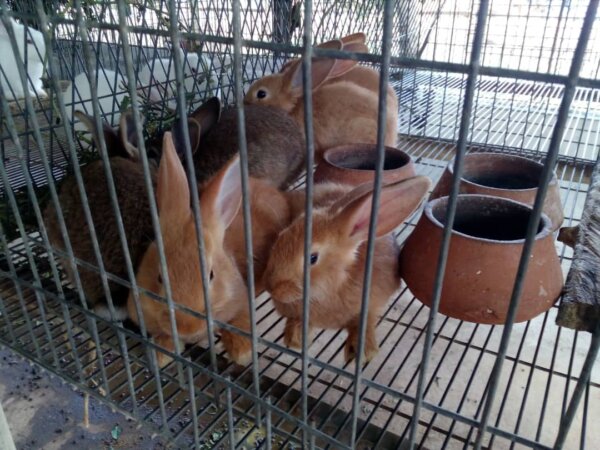 Esazucar Cienfuegos cria de conejas reproductoras en Palmira 2