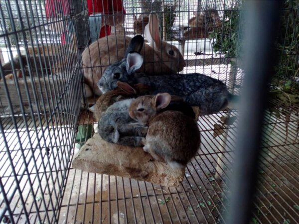 Esazucar Cienfuegos cria de conejas reproductoras en Palmira 3