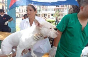 Feria de Bienestar Animal en el parque Trillo Feria de Bienestar Animal en el parque Trillo