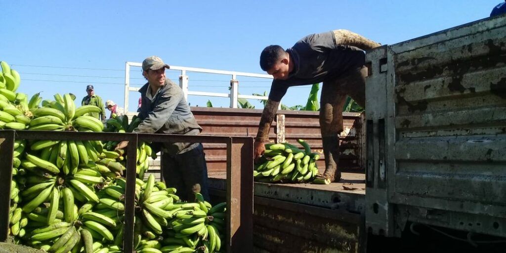 Sancti Spíritus escalona la producción de plátano vianda