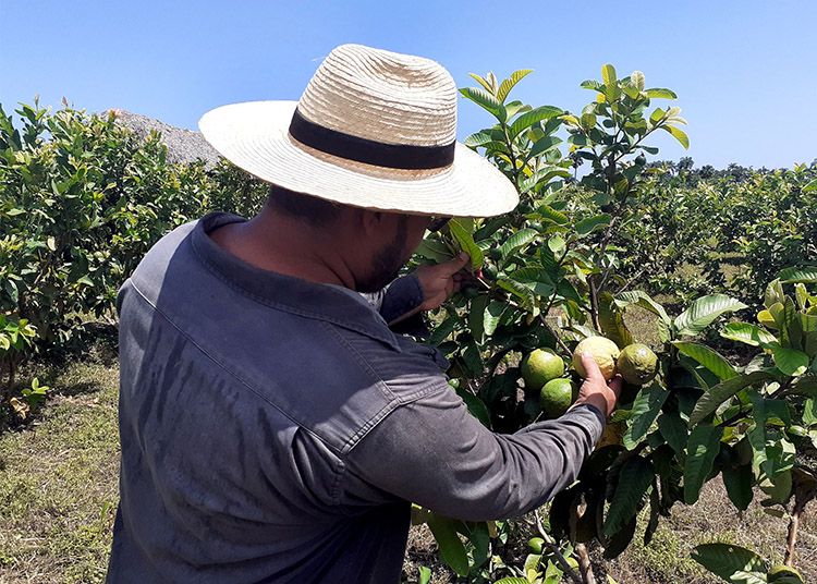 El tan mentado “milagro” de los Baños, Los frutales proliferan en variedad y cantidad