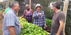 Agricultura Urbana Artemisa artemisa1 750x375 1 Agricultura Urbana Artemisa