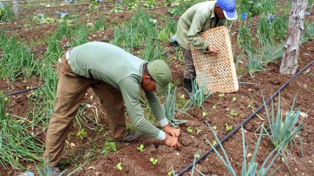 Agricultura en Ciego de Avila 1