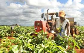 Agricultura en Cuba Agricultura en Cuba
