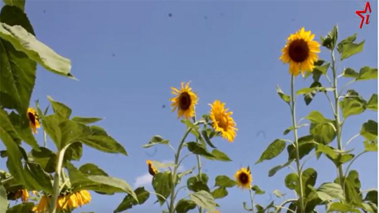Girasoles para garantizar la soberania alimentaria 1