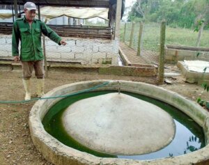 El uso del biogás en procesos de cocción de alimento humano y animal permite la reducción del consumo de electricidad, sobre todo en viviendas, en un 30% como mínimo, en dependencia de los hábitos en cada familia. Foto: Ronald Suárez Rivas El uso del biogás en procesos de cocción de alimento humano y animal permite la reducción del consumo de electricidad, sobre todo en viviendas, en un 30% como mínimo, en dependencia de los hábitos en cada familia. Foto: Ronald Suárez Rivas