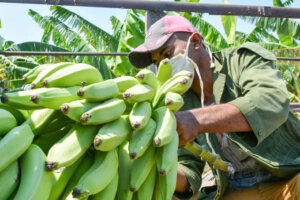 soberania alimentaria soberania alimentaria