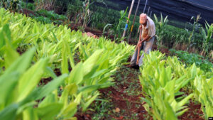 Producción de Alimentosos Producción de Alimentos