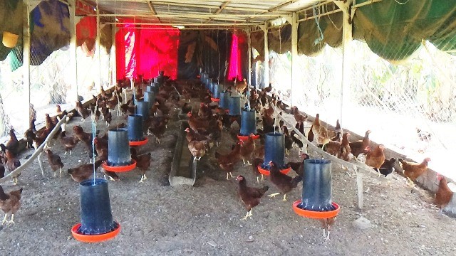 Corral de Gallinas
