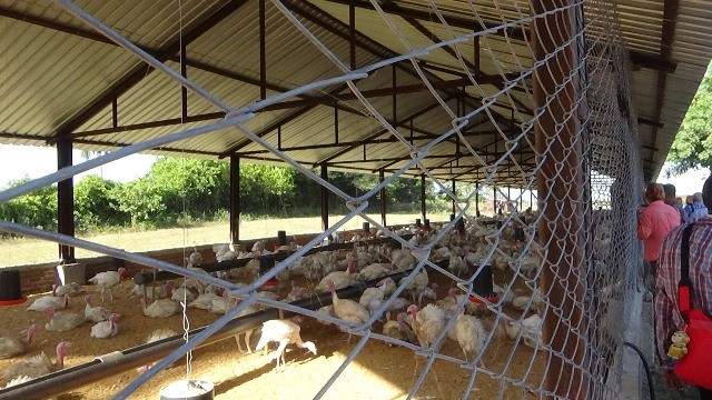 Corral de pavos