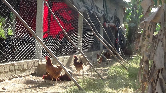 Gallinas
