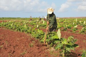 Si hay un hombre que quiere producir o crecer en más áreas, a ese hombre que está en el campo hay que desarrollarlo y apoyarlo, afirmó el ministro de la Agricultura, Ydael Pérez Brito. Foto: Julio Martínez Molina Si hay un hombre que quiere producir o crecer en más áreas, a ese hombre que está en el campo hay que desarrollarlo y apoyarlo, afirmó el ministro de la Agricultura, Ydael Pérez Brito. Foto: Julio Martínez Molina