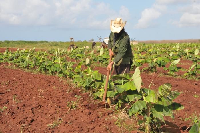 Si hay un hombre que quiere producir o crecer en más áreas, a ese hombre que está en el campo hay que desarrollarlo y apoyarlo, afirmó el ministro de la Agricultura, Ydael Pérez Brito. Foto: Julio Martínez Molina