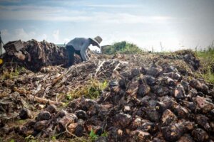 Desinfección de semillas de plátano en las áreas del Polo Productivo Ramón 2, en el municipio de Cueto. Desinfección de semillas de plátano en las áreas del Polo Productivo Ramón 2, en el municipio de Cueto.