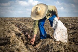 Siembra de semillas de plátano en las áreas del Polo Productivo Ramón 2, en el municipio de Cueto. Siembra de semillas de plátano en las áreas del Polo Productivo Ramón 2, en el municipio de Cueto.
