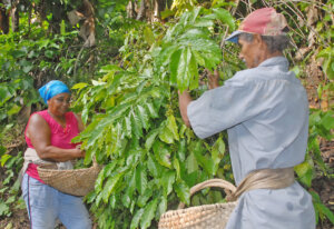 Las recientes lluvias aceleran la maduración tras la recogida de los primeros granos para la presente cosecha cafetalera. Las recientes lluvias aceleran la maduración tras la recogida de los primeros granos para la presente cosecha cafetalera.