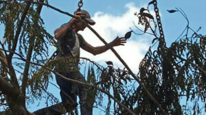 Trabajador Agroforestal Trabajador Agroforestal