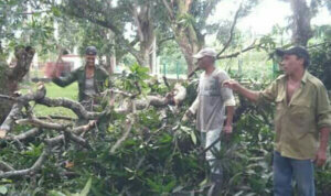 Trabajador Agroforestal Trabajador Agroforestal