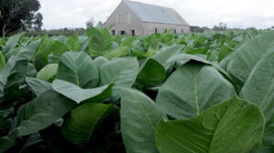 Agro Pinar