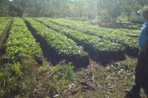 0310 Agroforestal cuba cafe1 1 0310 Agroforestal cuba cafe1 1