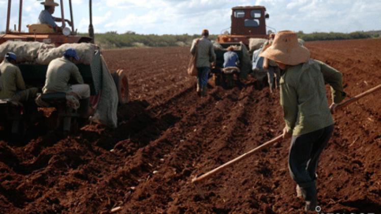 1014 papas. Ministerio de la Agricultura de Cuba