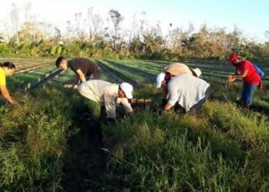 Ministerio de la Agricultura en Pinar del Río50x536 1 Ministerio de la Agricultura en Pinar del Río