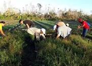 Recuperación en Pinar del Río