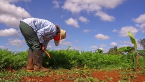Agricultura Urbana 1 Agricultura Urbana 1