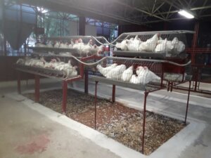 Avicultura