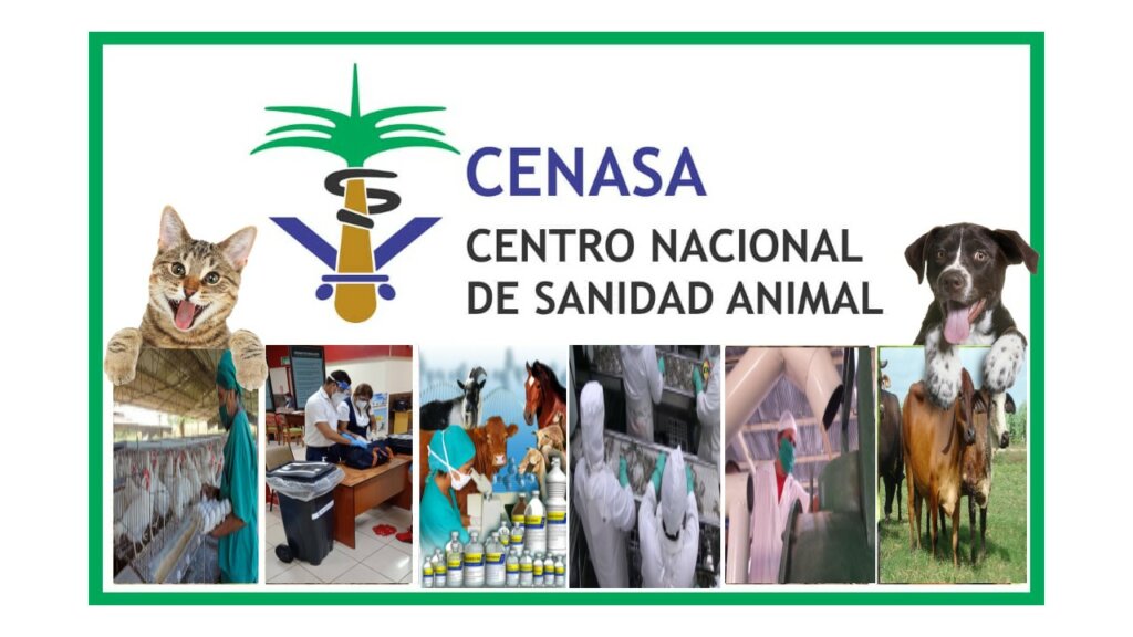 cenasa 1