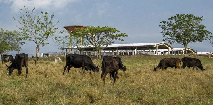 ganado