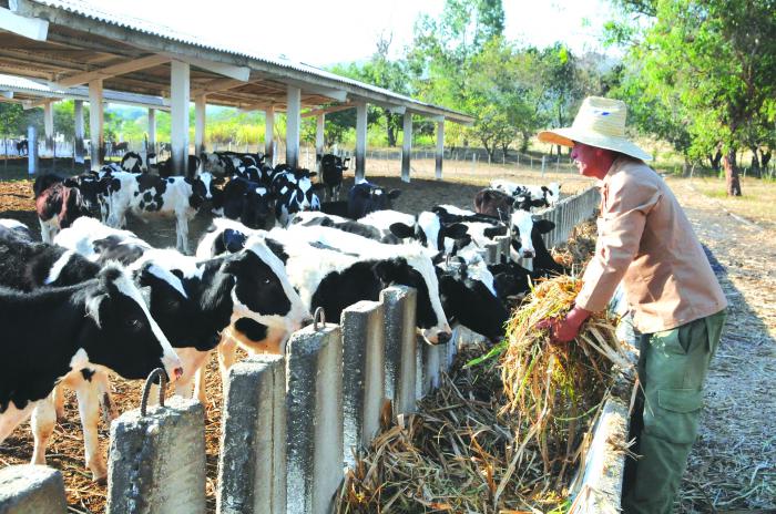 Cria de Ganado Vacuno