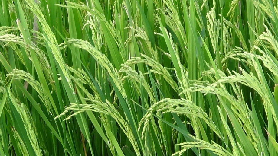 Cultivo de Arroz