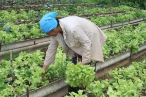 Trabajadora en organoponico Trabajadora en organoponico