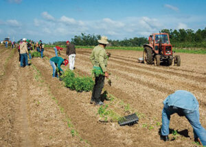 preparacion de suelos pinar del rio