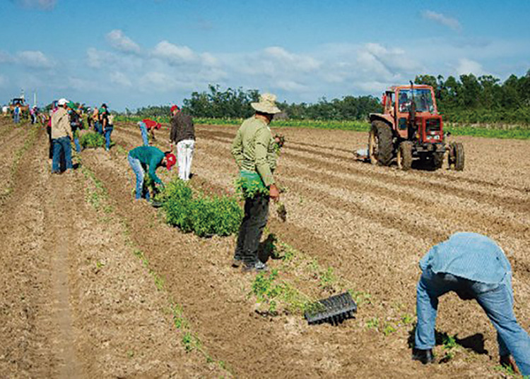 preparacion de suelos pinar del rio