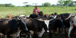 0101 camaguey produccion agropecuaria1