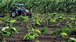 0101 camaguey produccion agropecuaria2