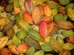 0111 cacao exportacion1